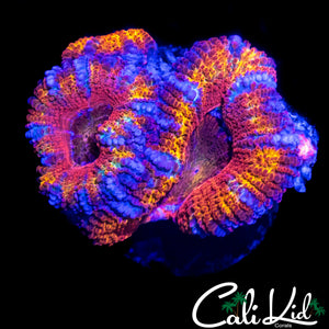 ULTRA RAINBOW ACAN QUAD