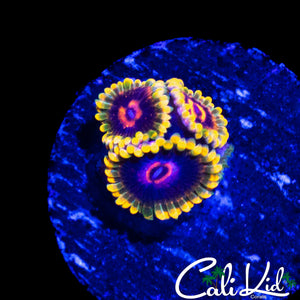 MIND TRICK ZOA TRIPLE