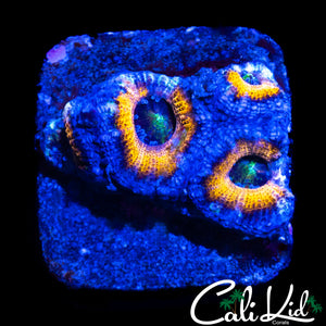 RARE ASIAN ACAN QUAD