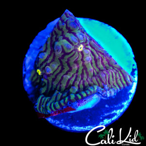 ULTRA CONVICT CHALICE