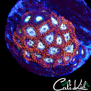 ASSORTED ZOA COLONY