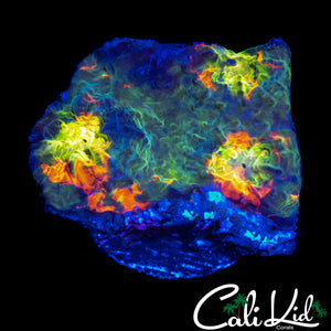 BEN'S PRIVATE COLLECTION UNRELEASED RAINBOW CHALICE FRAG