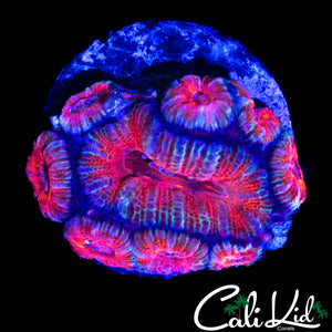 PINK SUPERMAN ACAN COLONY