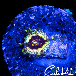 CK HELLRAZOR ZOA
