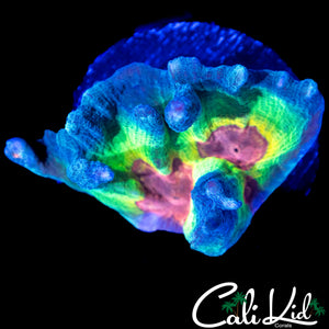 ULTIMATE RAINBOW PECTINIA