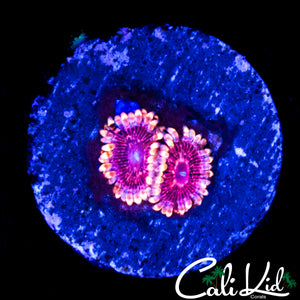 MSYERY ZOA DOUBLE