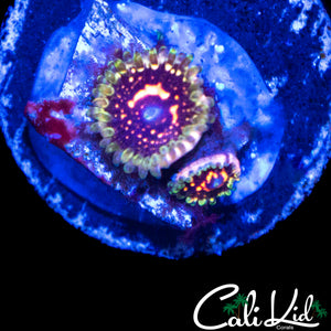 CK PINK SPACE MONSTER ZOA DOUBLE