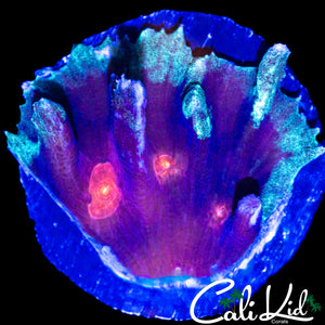 RARE FROSTED RIM PECTINIA