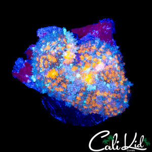 LARGE RAINBOW PERSIAN RUG SHROOM
