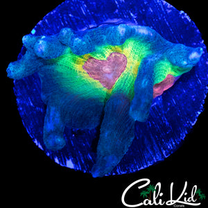 ULTIMATE RAINBOW PECTINIA