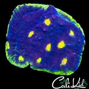 CK MELON HEAD CHALICE CHUNK