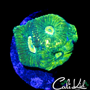 BI COLOR GONIASTREA