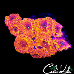 INDO RAINBOW BLASTO COLONY