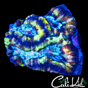 ULTRA RAINBOW WILSONI