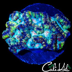 ULTRA RAINBOW WILSONI CHUNK