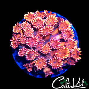 CK UNRELEASED GONI