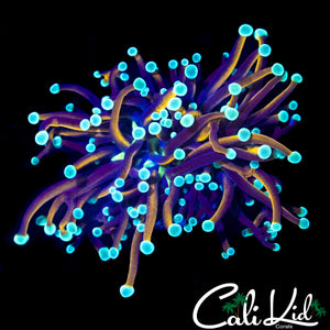 AQUACULTURED TEAL TIP TORCH