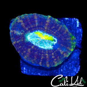 CRAZY EYE BOWERBANKI