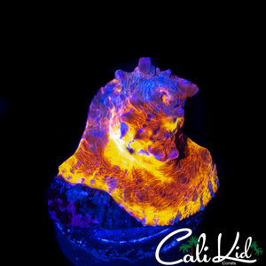 BPC FLAMETHROWER CHALICE