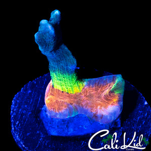 ULTIMATE RAINBOW PECTINIA