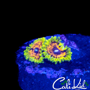 GMK ZOA DOUBLE
