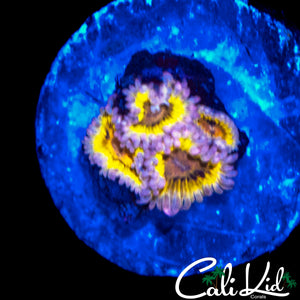 STRATOCASTER TYPE ZOA QUAD