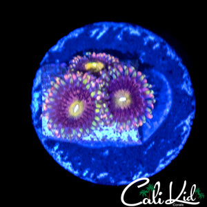 CK ANTI MATTER ZOA TRIPLE