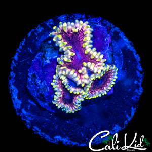 CK AOTP ZOA TRIPLE