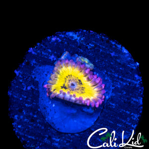CHIQUITA ZOA TRIPLE