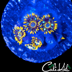 MURDER HORNETS ZOA MINI COLONY