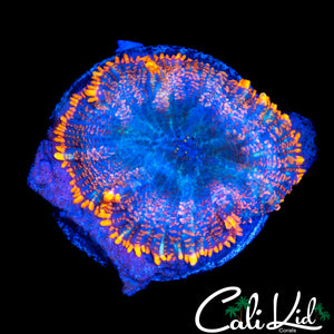 FLAME RIM RHODACTIS
