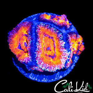 ULTRA RAINBOW ACAN QUAD