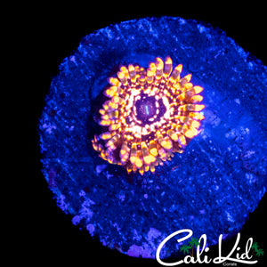 UTTER CHAOS ZOA DOUBLE
