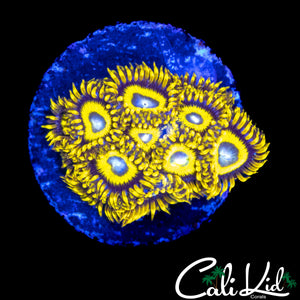 BULLS EYE ZOA MINI COLONY