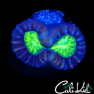 PURPLE SKIRT CANDY CANE DOUBLE