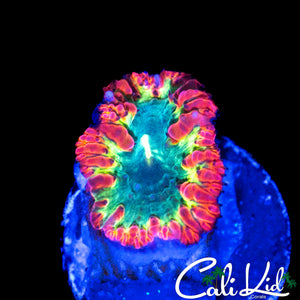 AMAZING TRI COLOR BLASTO