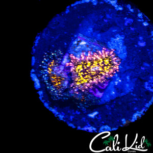 ACID TRIP ZOA TRIPLE