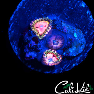 RRU PINK DIAMOND ZOA TRIPLE