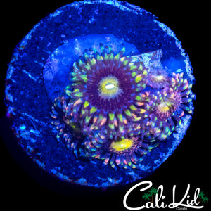 CK ANTI MATTER ZOA QUAD