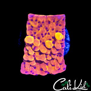 CK BUBONIC MONTI