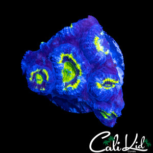 PURPLE RING ACAN CHUNK