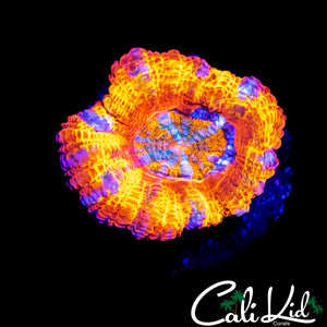 INSANE RAINBOW ACAN LORD