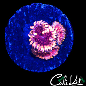 CK AOTP ZOA TRIPLE
