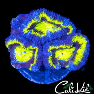 ULTRA PURPLE RING ACAN TRIPLE