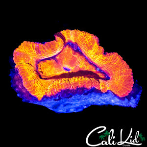 ULTRA RAINBOW ACAN LORD