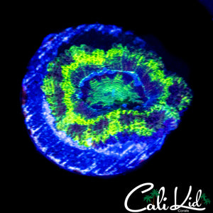 BLACK OUT ACAN