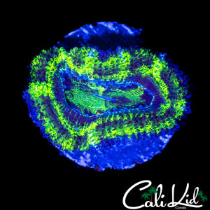 BLACK OUT ACAN