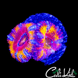 CK JOHNNY RED'S ACAN DOUBLE