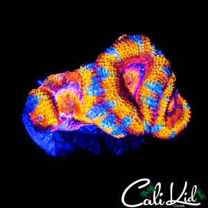 CK JOHNNY RED'S ACAN CHUNK