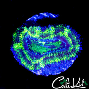 LARGE BLACK OUT ACAN
